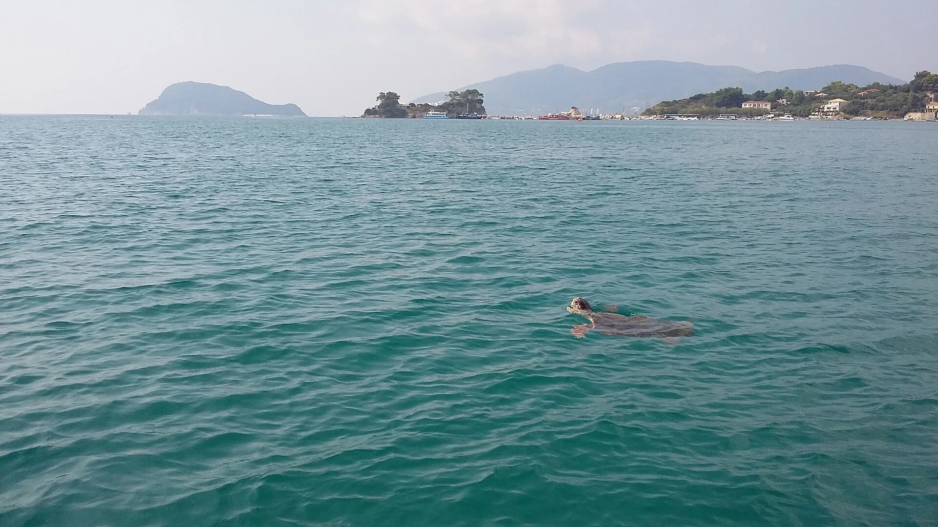 Χελώνα Caretta caretta στον Λαγανά Ζακύνθου
